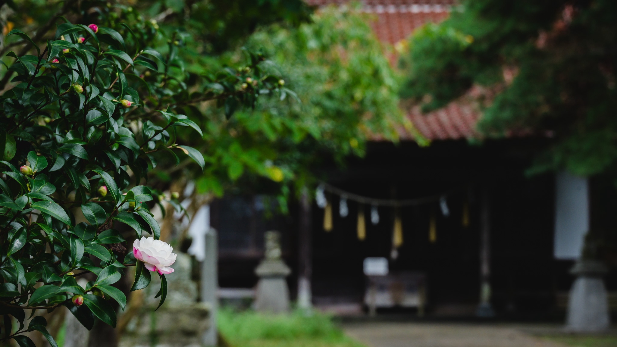 亘理町の花 さざんか