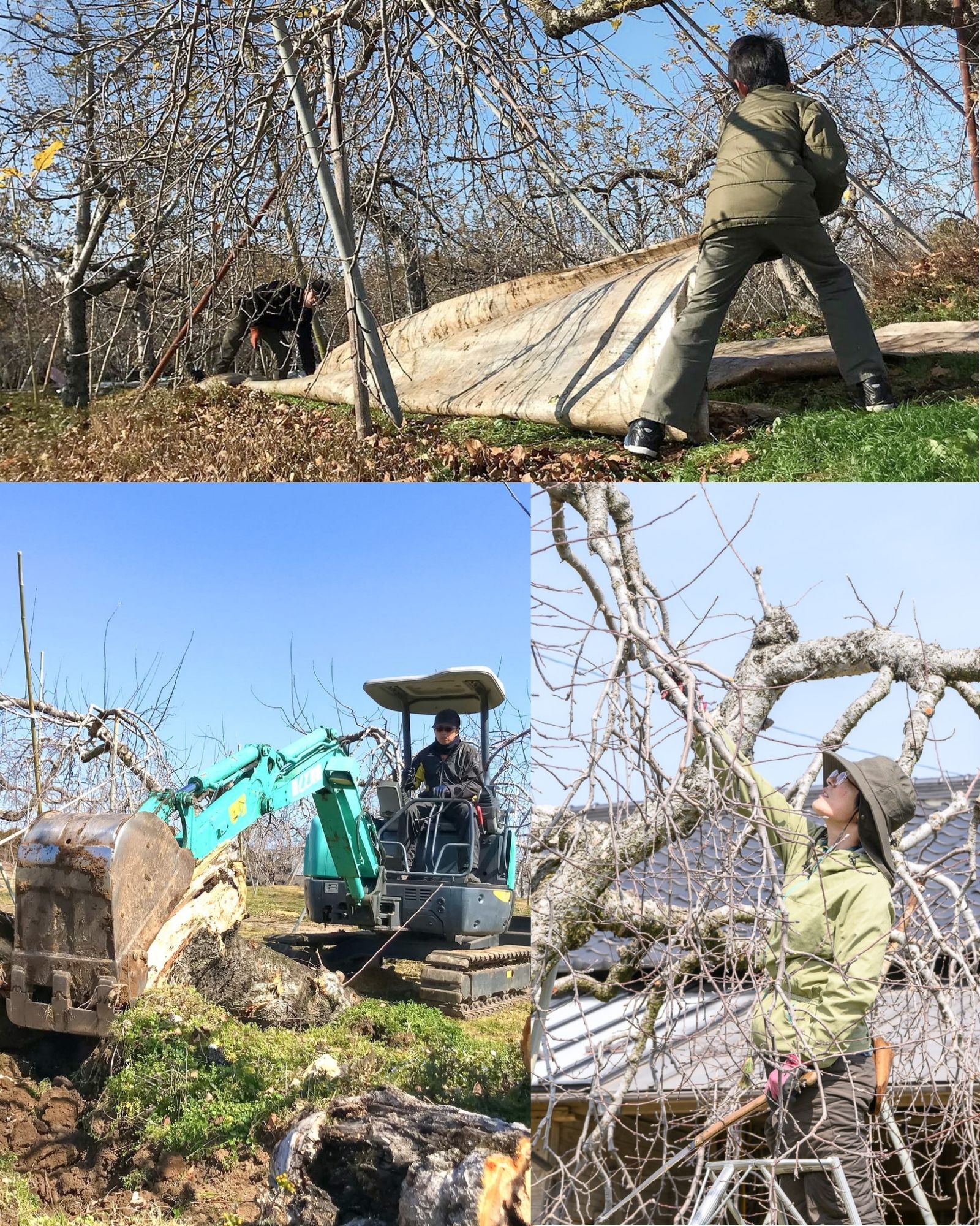 リンゴ冬から初冬記事リンク