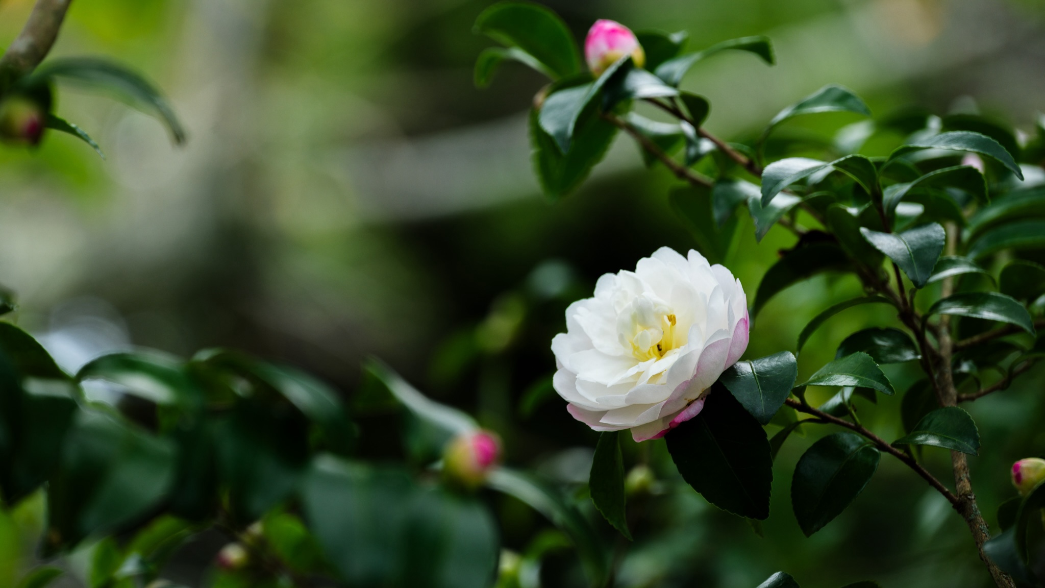 亘理町の花 さざんか